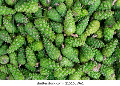 Many green young fir spruce cones gathered in forest. Alternative medicine remedy. Botanical texture pattern