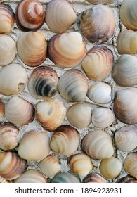 Many Grey, Beige, Brown Polished Venus Seashells On Cement Wall. Natural Decorative Seashells Background. Relaxing Decor. Summer Vacation Memories.