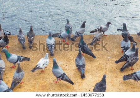 Many groups of birds and fish in the water waiting for food.