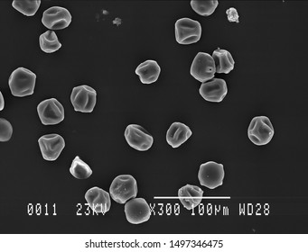 Many Hornbeam Pollen Grains Scanning Electron Micrograph