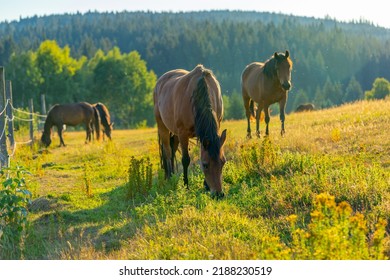 many horses on the pasture in the mountains in sunset light, Slovakia, Europe, lots of hucul horses grazing in the evening, autumn colours, copy space - Powered by Shutterstock