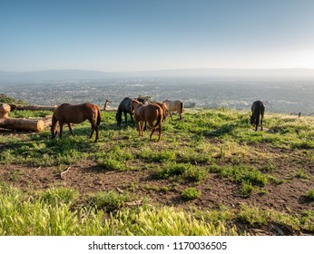 Many horses Roaming Freely on the Hill with Downtown San Jose in the Background
