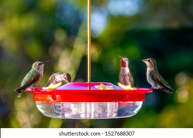 Many Hummingbirds On A Hummingbird Feeder