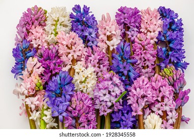 Many Hyacinth Orientalis blooms, Multicolored mixed. Multicolor hyacinth flowers background. Spring hyacinths blossom.