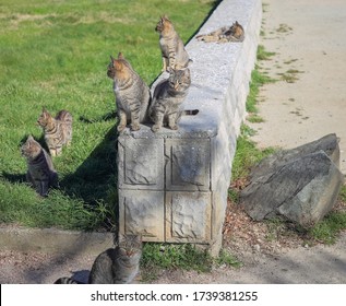 Many Identical Kittens From The Same Brood On A Sunny Day On A Lawn With A Concrete Border Look In The Same Direction