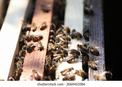 Many Insects Bees Sitting On Wooden Frame Beehive Closeup. Beekeeping Concept