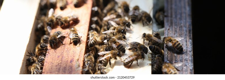 Many Insects Bees Sitting On Wooden Frame Beehive Closeup. Beekeeping Concept