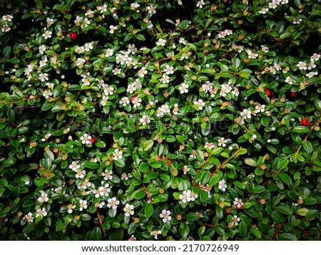 Many interlaced plants of creeping cotoneaster (Cotoneaster adpressus) or spreading stretch-fruit cotoneaster (Cotoneaster divaricatus) with many white flowers, bright green shiny leaves, red berries