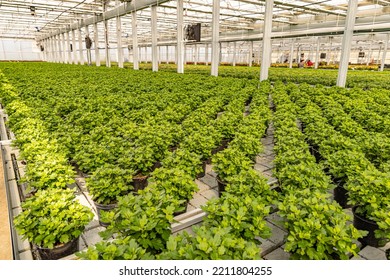 Many Just Planted Small Chrysanthemum Growing In The Glasshouse Of A Specialized Horticulture Business