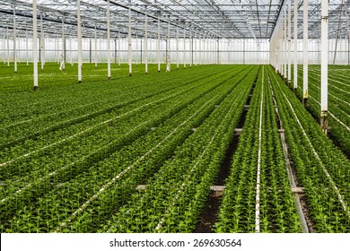 Many Just Planted Small Chrysanthemum Cuttings Growing In The Glasshouse Of A Specialized Horticulture Business In The Netherlands.