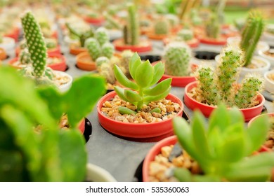 Many kinds of colorful cactus, the unique style of living trees very popular plant at home or decorate the office or place on working table for beauty and keep the working environment