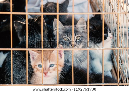 Many kittens in a cage. Adorable small sad kittens sitting in a cat carrier or crate waiting to be adopted at a pet fair. A poignant portrait showing multiple tiny kittens huddled together inside a metal carrier, their wide eyes peering out through the bars with expressions that read as vulnerable and uncertain. The soft fur and youthful features of the animals contrast with the stark, confined setting, conveying a strong emotional narrative that touches on themes of shelter life, rescue, and the need for care and adoption. The close framing and shallow depth of field focus attention on the kittens’ faces while slightly blurring the background, creating a compelling composition with clear visual impact. This image is ideal for use in animal welfare and adoption campaigns, editorial stories about pets and shelters, veterinary and rescue organization materials, and compassionate lifestyle projects that aim to evoke empathy and connection.