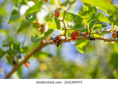 Many Ladybirds On The Berries Of A Growing Mulberry Tree. Insect Invasion, Benefit And Harm.