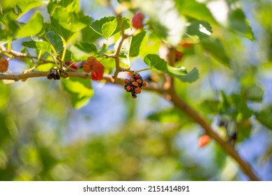 Many Ladybirds On The Berries Of A Growing Mulberry Tree. Insect Invasion, Benefit And Harm.