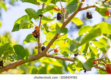 Many Ladybirds On Mulberry Berries. Insect Invasion, Benefit And Harm.