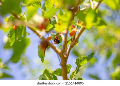 Many Ladybirds On Mulberry Berries. Insect Invasion, Benefit And Harm.