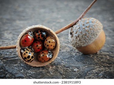 Many ladybugs together for warmth