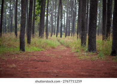 Many large groups of pine trees in the forest.