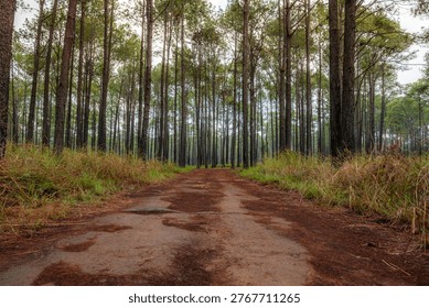 Many large groups of pine trees in the forest.