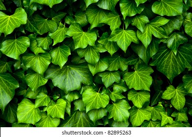 Many leafs of ivy cover a wall