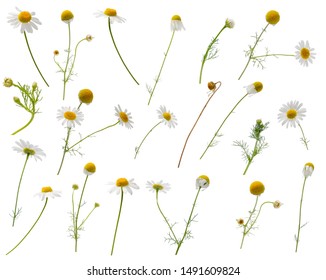 Many leaves, flowers, stems and buds of camomile at various angles isolated on white background
