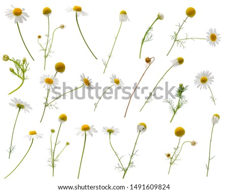 Many leaves, flowers, stems and buds of camomile at various angles isolated on white background