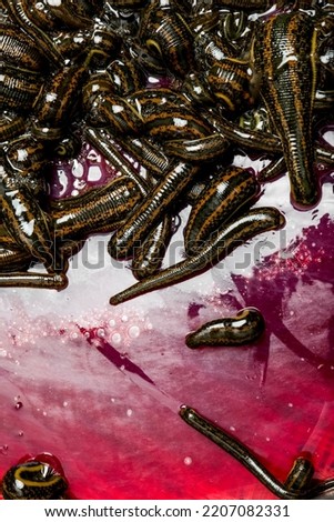 Many leeches in laboratory. Medical leeches for hirudo therapy