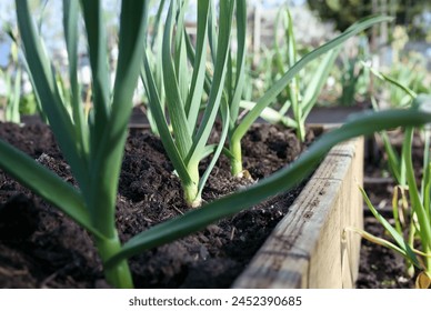 Many leeks growing in spring garden ready to be harvested. Group of large leek plants in raised garden bed. Known as scallion, green onion or  Allium porrum. Selective focus on one leek in the middle.