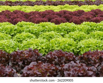 many lettuces in a row agriculture