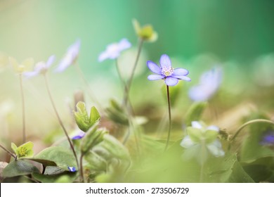 many lilac soft flowers in grass. Nature background