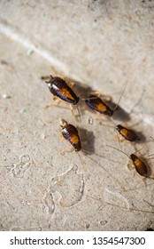 Many Little Cockroaches In One Place