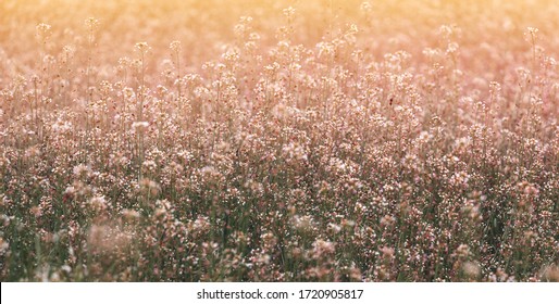 1,722,167 Field of white flowers Stock Photos, Images & Photography ...