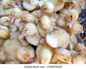 Many Little Yellow Young Ducks Close-up. Many Ducklings Top View. Livestock, Agribusiness, Domestic Pet, Aviculture Breeding, Industrial Production. Duck Farm. Ducks Breeding. Agricultural