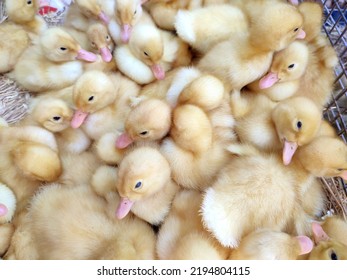 Many Little Yellow Young Ducks Close-up. Many Ducklings Top View. Livestock, Agribusiness, Domestic Pet, Aviculture Breeding, Industrial Production. Duck Farm. Ducks Breeding. Agricultural