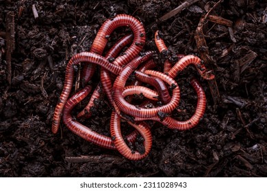 Many living earthworms for fishing in the soil, background