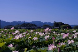 Many Lotus Flowers Are Blooming In The Lotus Pond Under The Blue Sky.
Scientific Name Is Nelumbo Nucifera.
This Is A Lotus Pond At The Fujiwarakyo Ruins In Nara,Japan.