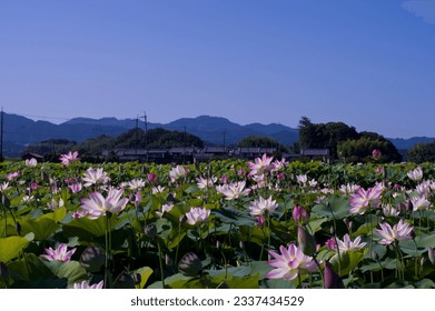 Many lotus flowers are blooming in the lotus pond under the blue sky.
Scientific name is Nelumbo nucifera.
This is a lotus pond at the Fujiwarakyo ruins in Nara,Japan.