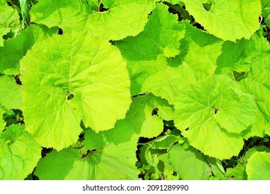 Many lush butterbur leaves taken from directly above