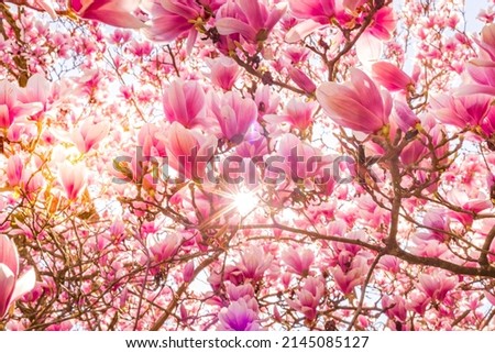 Similar – Magnolienzweige mit Magnolienblüten