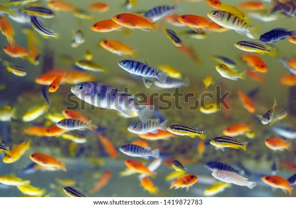Many Malawi cichlids fish diving in fresh water\
glass tank aquarium.