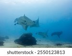 Many Manta Ray swimming over Sandy ground and Coral Reef