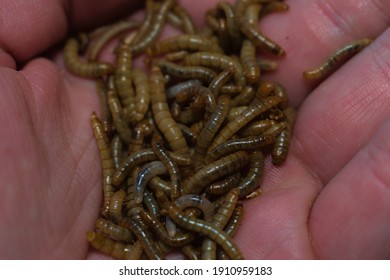 many mealworms. tenebrio molitor. The new food