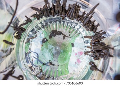 Many Medical leeches in a plastic bottle.Sucking leeches for veins cleaning in human body:procedure of hyrudotherapy,hirudotherapy(Medicinal leech therapy)
