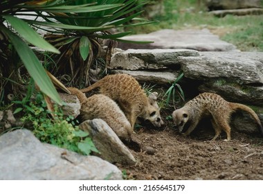 Many Meerkat Dig A Hole