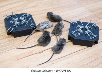 Many Mice Caught During The Mouse Plague In The Tamworth Area New South Wales Australia 2021