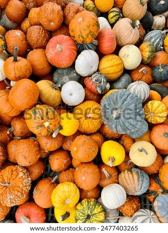 Similar – Image, Stock Photo Pumpkins Food Vegetable