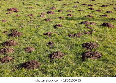 Many molehills in a meadow