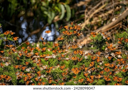 Many Monarch butterflies (Danaus plexippus) on a pine tree. Migrating Monarch butterflies.