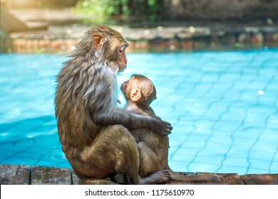 many monkeys swim in the pool, eat play and bask in the sun, the tropics. 