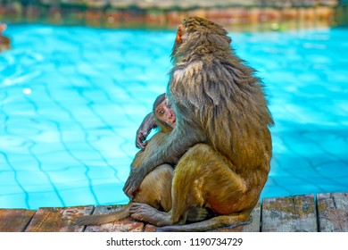 many monkeys swim in the pool, eat play and bask in the sun, the tropics. monkey island